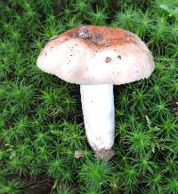 Russula grata image