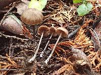 Entoloma hirtipes image