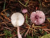 Lepiota roseolivida image