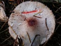 Lepiota roseifolia image