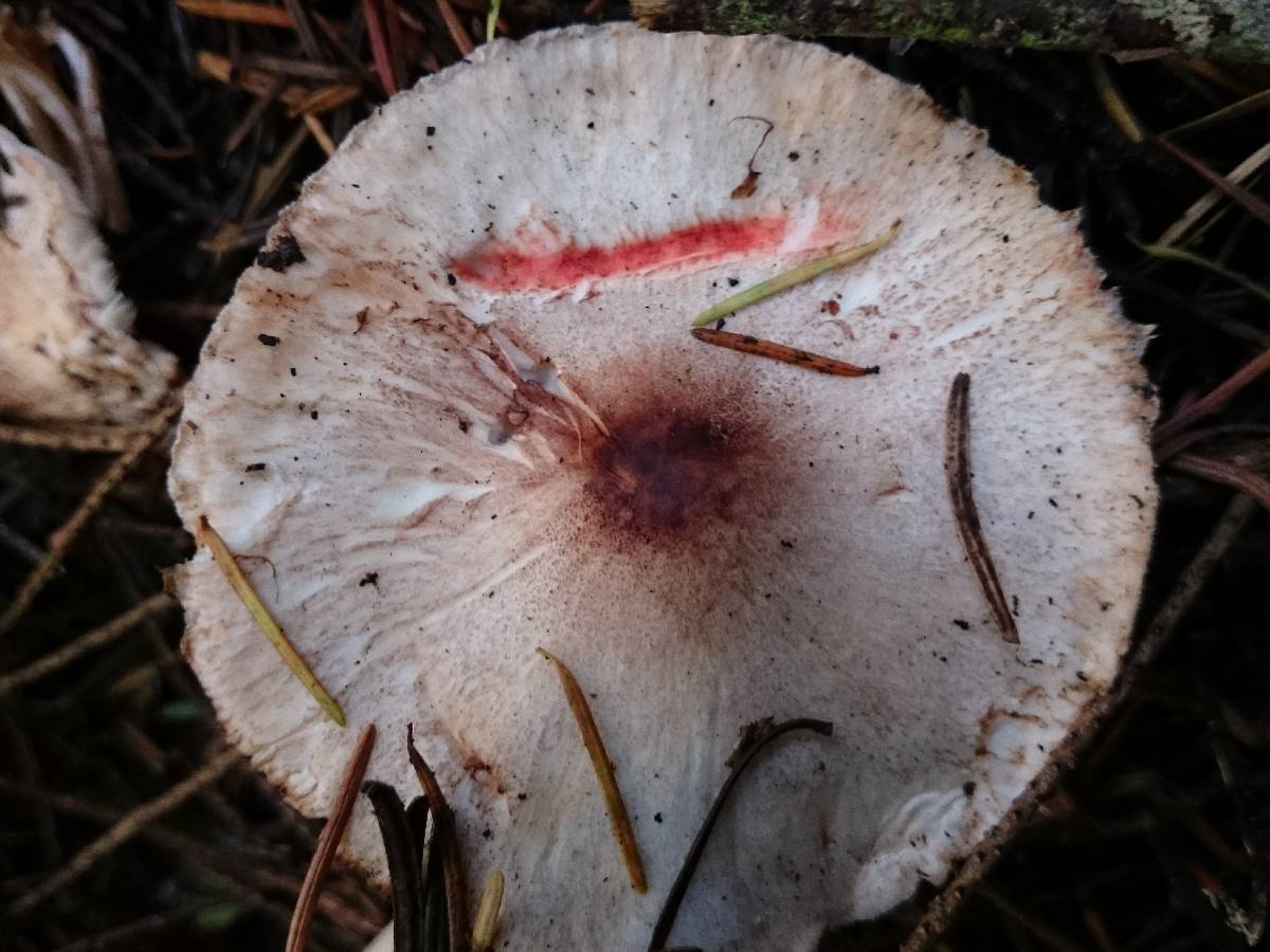 Lepiota roseifolia image