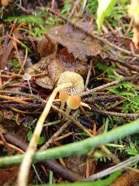 Psilocybe pelliculosa image