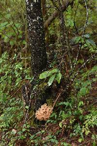 Phaeotremella foliacea image