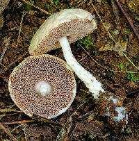 Austroboletus roseialbus image