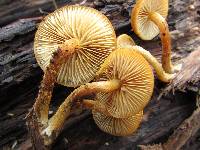 Pholiota granulosa image