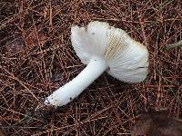 Tricholoma marquettense image