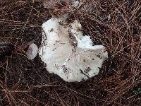 Tricholoma marquettense image