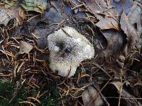 Tricholoma griseoviolaceum image