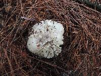 Tricholoma marquettense image