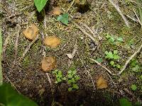 Paratrichophaea boudieri image