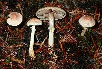 Agaricus diminutivus image