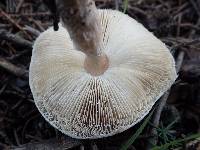 Lepiota subincarnata image