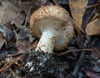 Echinoderma asperum image