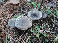 Tricholoma virgatum image