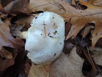 Tricholoma subresplendens image