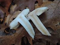 Tricholoma subresplendens image