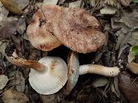 Tricholoma stans image