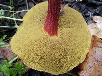 Boletus chrysenteron image