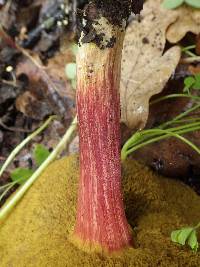 Boletus chrysenteron image