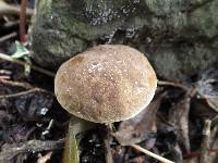 Boletus pruinatus image