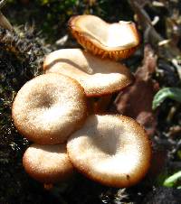 Lichenomphalia umbellifera image