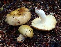 Russula occidentalis image