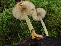 Pluteus romellii image