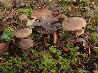 Cortinarius evernius image