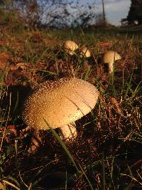 Amanita muscaria f. guessowii image