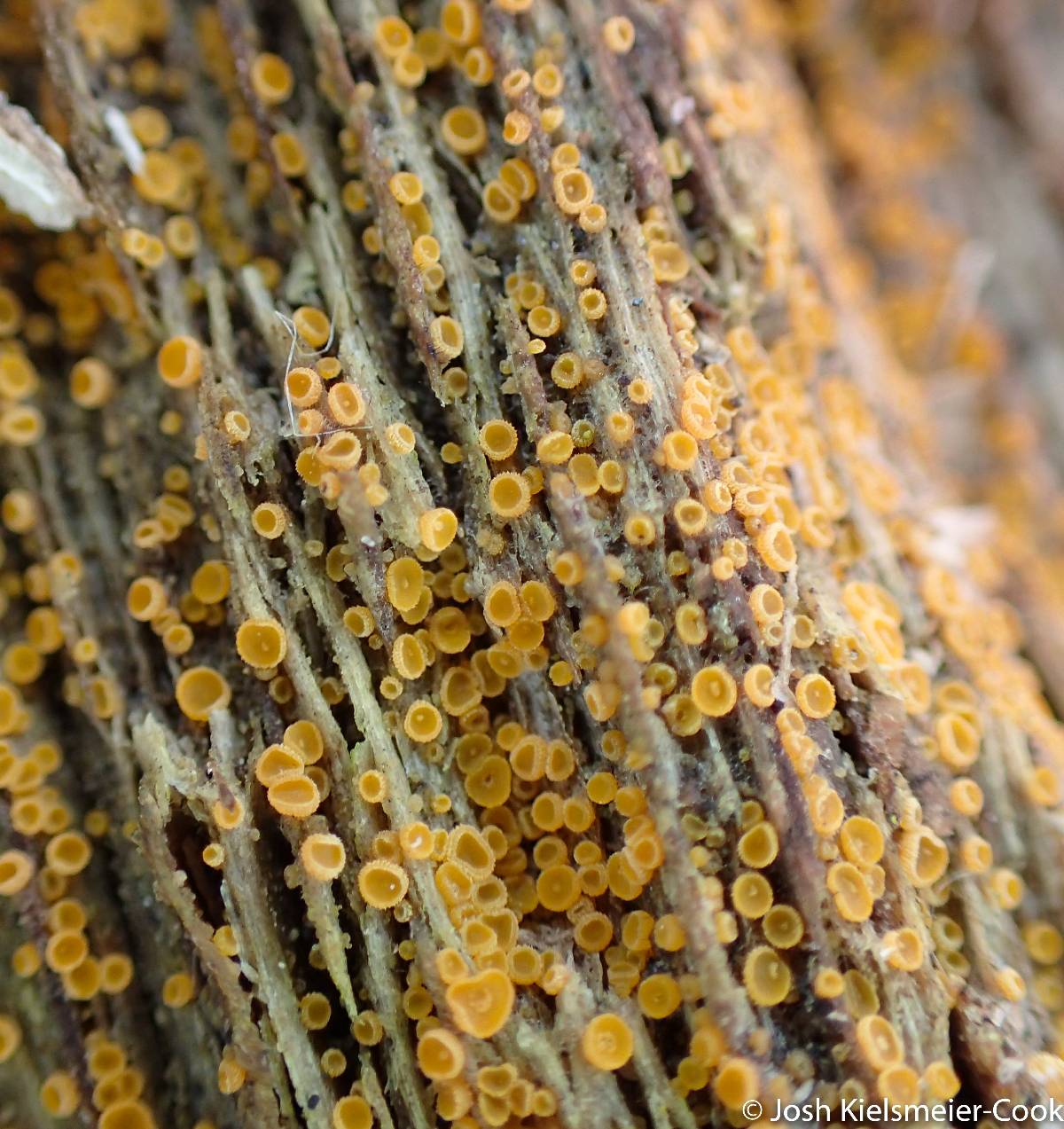 Arachnopeziza trabinelloides image