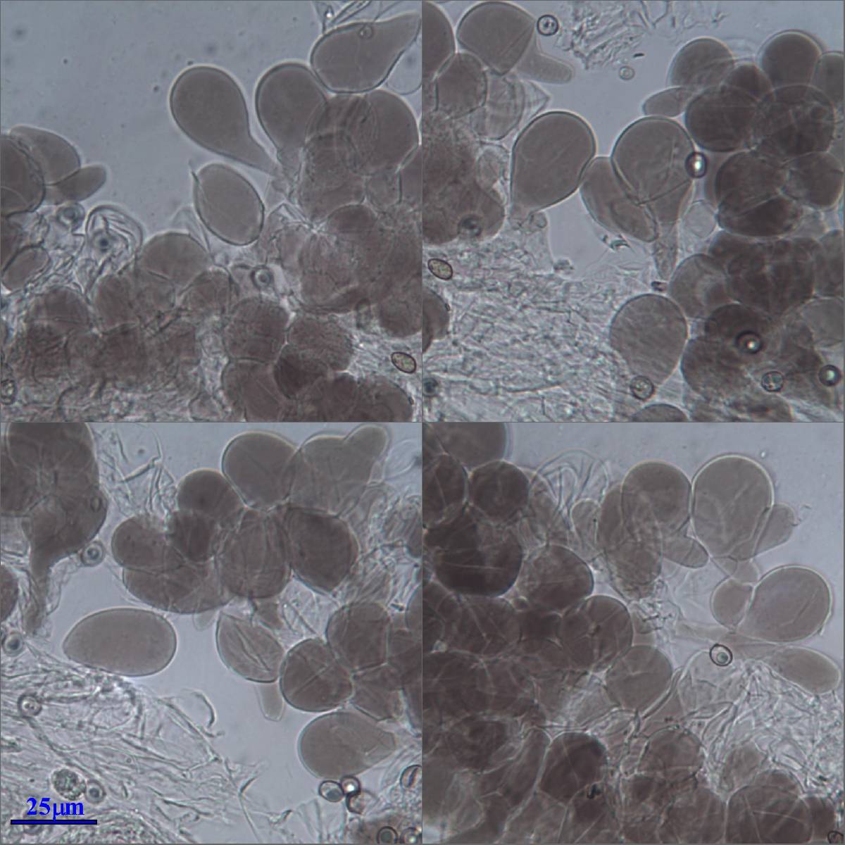 Pluteus nanus image