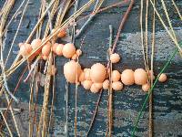 Lycogala epidendrum image
