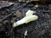 Helvella crispa image