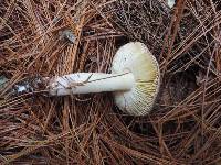 Tricholoma griseoviolaceum image