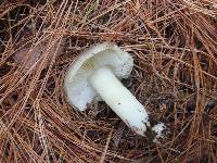 Tricholoma griseoviolaceum image