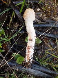 Inocybe bongardii image