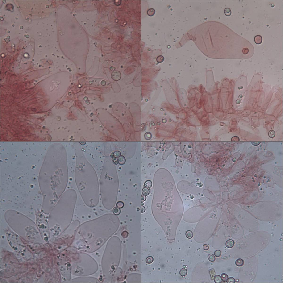 Pluteus nanus image