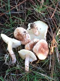 Lepiota subincarnata image