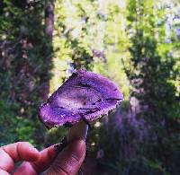 Russula mariae image