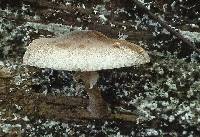 Lepiota besseyi image