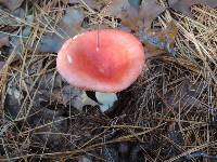 Russula silvicola image