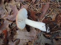 Russula silvicola image