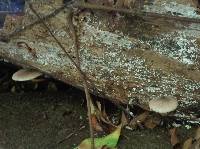 Lepiota besseyi image