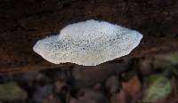 Postia caesia image