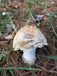 Amanita muscaria f. guessowii image