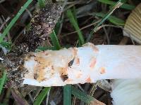 Lepiota subincarnata image