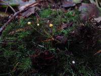 Mycena oregonensis image