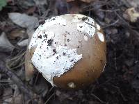 Amanita sect. Vaginatae image