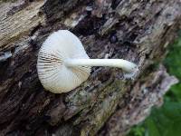 Pluteus salicinus image