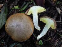 Suillus collinitus image